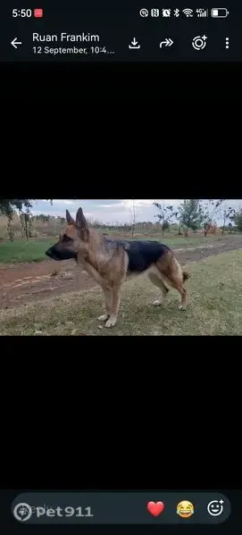 Lost dog, male, Bloemfontein, Free State, Cape Town — brown, black and white Beagal cross - photo
