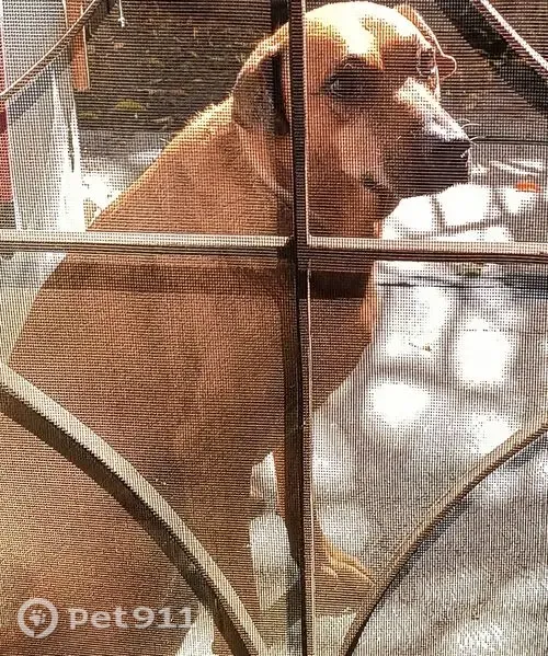 Perdido perro hembra, Profesor Serafin Peña, 4420, Guadalupe, Guadalupe — raza mestiza de 8 años - photo