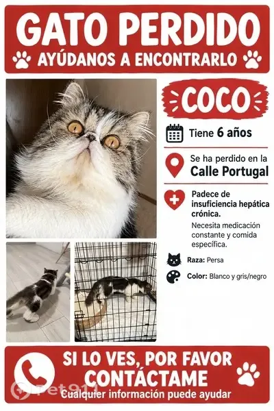 Gato perdido, Las Torres de Cotillas, Madrid — gato persa bicolor - photo