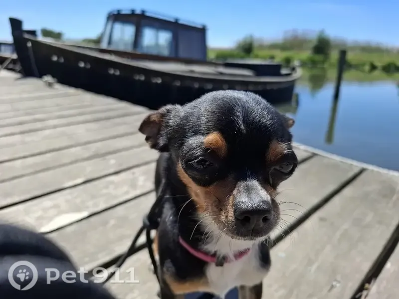 Perro perdido, La Alcudia, Algemesi — chihuahua hembra, negra con patas blancas - photo