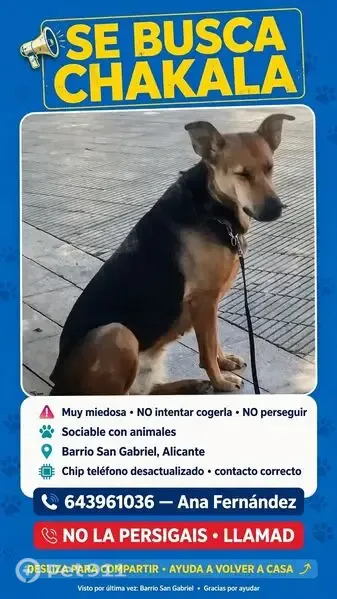 Perro perdido, Calle los Cincuenta, 34, Alicante — hembra mestiza de pastor alemán, mayor - photo
