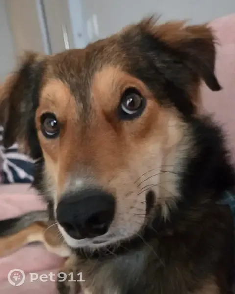 Encontrado cachorro, Rua Carazinho, Rio Grande do Sul — macho, SRD, não castrado - photo