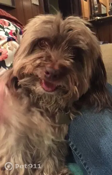 Lost dog, Fern Hill Court, Mobile — male, red collar, small brownish coat - photo
