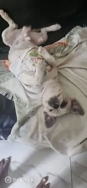 Cachorro perdido, Rua Barra Longá, 82 — Shih Tzu branco e dócil - photo