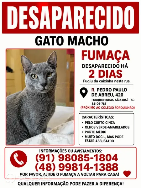 Gato perdido, Rua Pedro Paulo de Abreu, 420, Forquilhinhas, São José — pelo curto cinza - photo