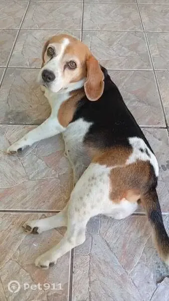 Cachorro perdido, Rua Oswaldo Schroeder, 211, Lontras — fêmea dócil com bandana rosa - photo