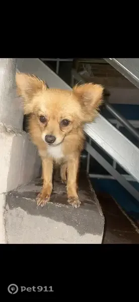 Perro perdido, Calle Río Blanco, 145, Ciudad Nezahualcóyotl, Ciudad Nezahualcoyotl — muy pequeño y nervioso - photo