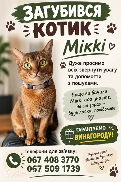 Зникла кішка, самець, С-100708, 1, Залізне — Міккі, абісинець дикого забарвлення - photo