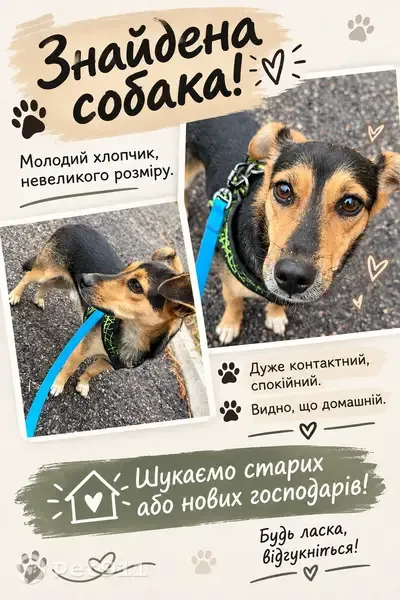 Знайдена собака, чоловічої статі, Сімферопольська вулиця, 2-Н, Дніпро — молодий і спокійний песик - photo