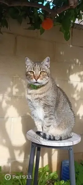 Gato perdido, Urbanización Jardin del Mar III, 3, Torrevieja — castrado y de 16 años - photo