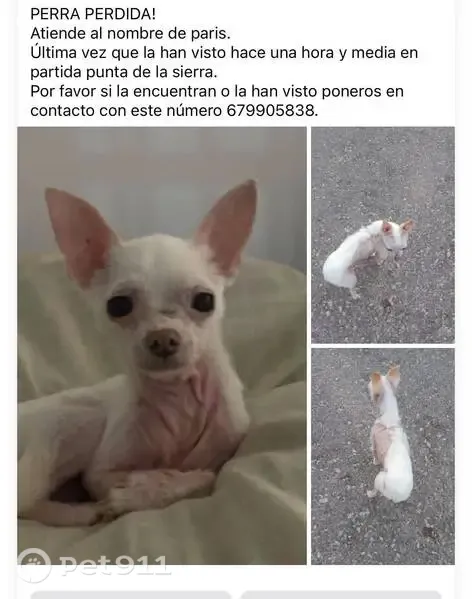 Perro perdido, Partida Punta la Sierra, 37, Punta la Sierra, Santa Pola — hembra blanca, responde al nombre de Paris - photo