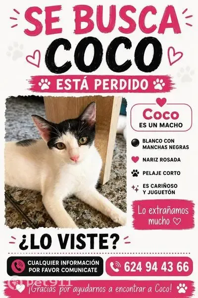 Gato perdido, Carrer Francisco Tomás y Valiente, 47, Elche — ojos verdes y manchas negras - photo