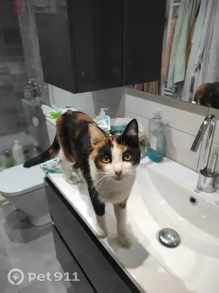 Gato perdido, hembra, Carrer de Plini el Vell, Sabadell — tricolor y de ojos verdes - photo