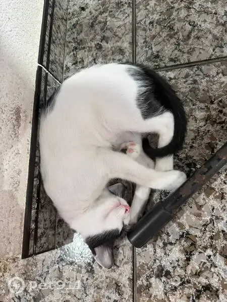 Gato perdido, Carrer Francisco Tomás y Valiente, 47, Elche — muy cariñoso - photo