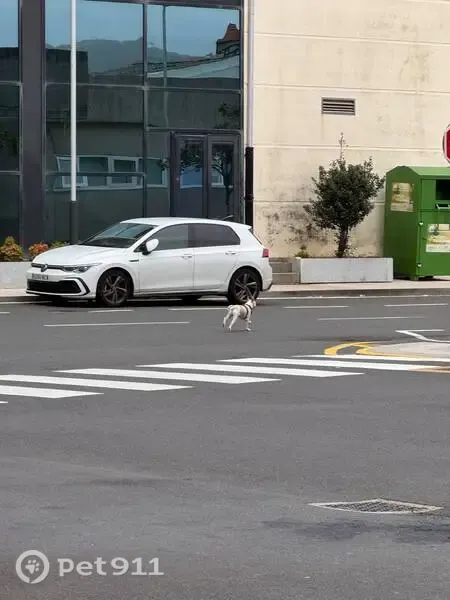 Perro encontrado, Rúa Estatuto de Autonomía de Galicia, 18, Cee, Ames — blanco y pelirrojo - photo