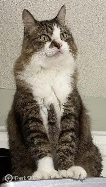 Lost cat, Hazeltine Court, 11, Simpsonville — 9-year-old male tabby - photo
