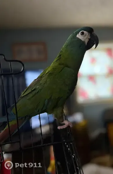 Lost bird, County Road 601, Hanceville, Birmingham — female mini macaw with a white face - photo