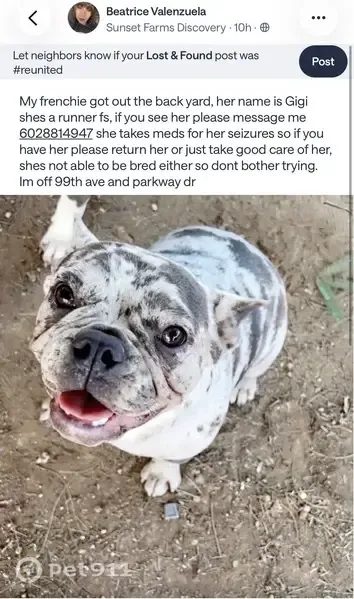 Lost dog, West Parkway Drive, 9727, Tolleson — female merle French bulldog - photo