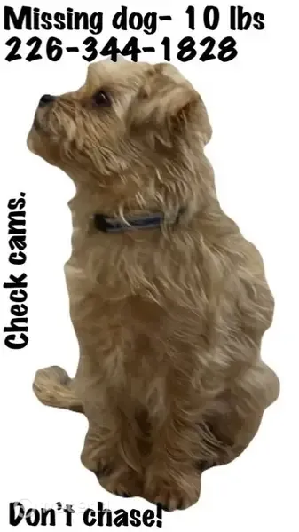 Lost dog, female, Christine Avenue, 366, Lakeshore, Grosse Pointe — shaggy hair - photo