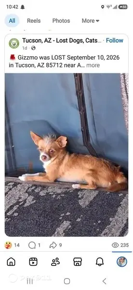 Lost dog, East North Street, Tucson — male with a white head stripe and green eyes - photo