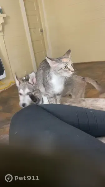 Lost dog, 16th Street, 100, Phenix City, Montgomery — gray mask around his eyes - photo