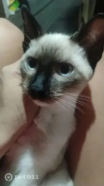 Gato perdido, Rua Criciúma, Manaus — macho, cor creme - photo