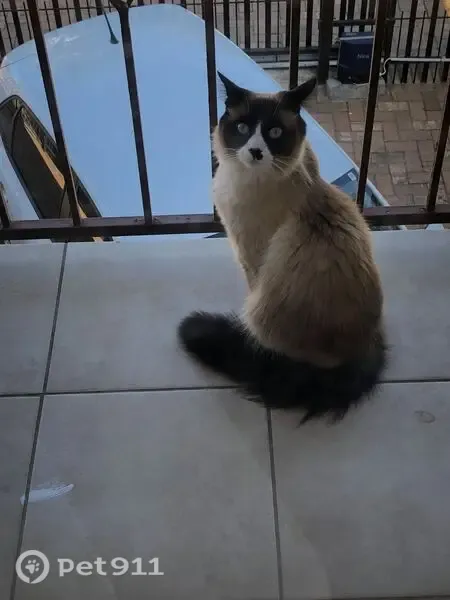 Lost cat, Gazelle Road, Cape Town, Kraaifontein — shy male hiding in bushes - photo
