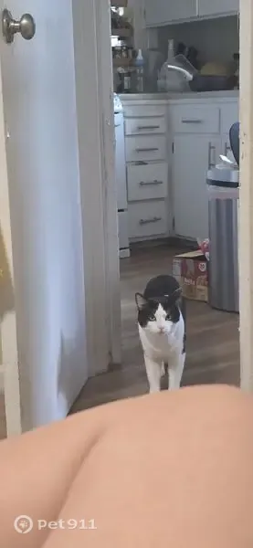Lost male cat, Chiechi Avenue, San Jose, San Francisco — black and white and large - photo