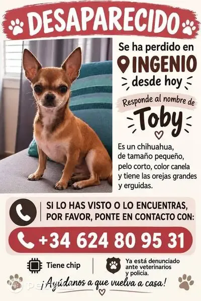 Perro perdido macho, Calle Isaac Peral, 8, Ingenio — visto cerca de la panadería de Amaro - photo