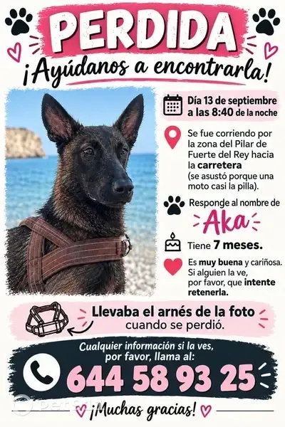Perro perdido, Fuerte del Rey, Andalucía, Granada — pastor belga malinois hembra - photo