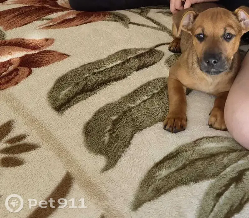 Perdido cachorro macho, Rua Zeferino Barbosa de Souza, 294 — responde pelo nome Pitoco - photo