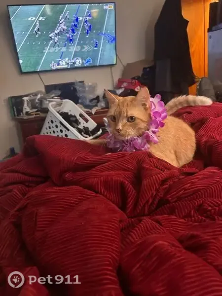 Lost cat, Gary Street, 26022, Taylor, Detroit — orange male, 12+ years old - photo