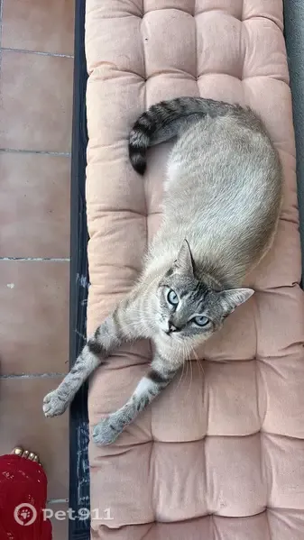 Gato perdido, Carrer Castaños, Mataró, Mataro — blanco y gris, ojos azules - photo