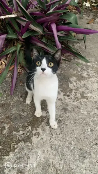 Encontrado gato macho, Avenida Um, São Luís - photo