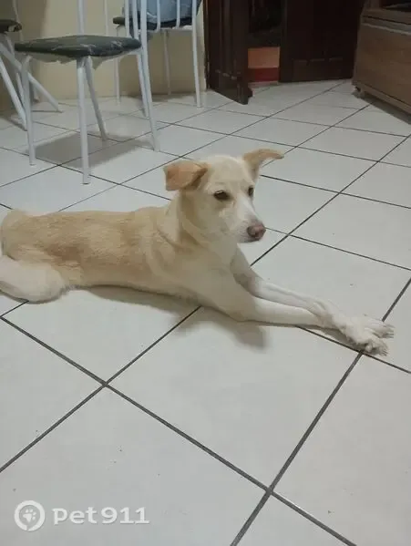 Cachorro perdido, Fazenda Coutos, Salvador - BA — SRD de porte pequeno/médio - photo