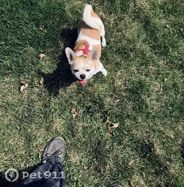 Lost dog, female, Grand Haven Circle, Romeoville — pointy ears and curled tail - photo