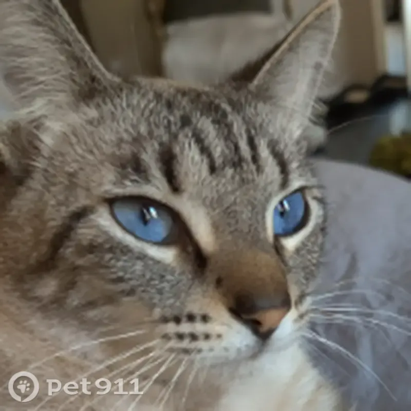 Lost male cat, Terradyne Drive, 2202, Pflugerville — chipped and neutered - photo