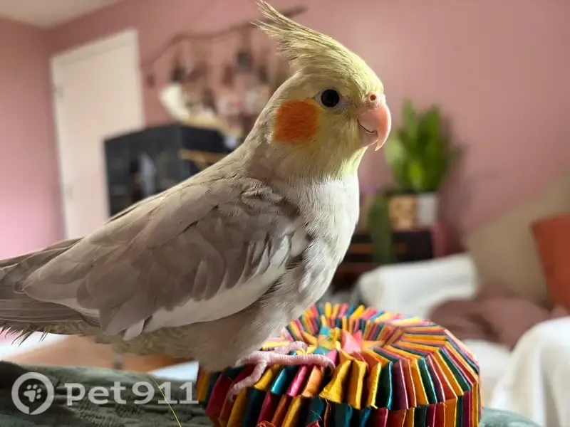 Lost bird, female, Pebble Hill Road, Fairport - photo