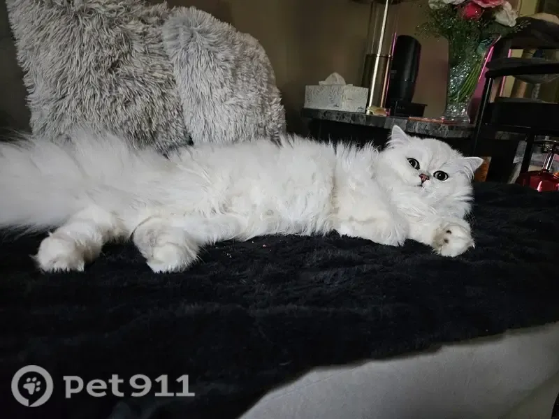 Lost cat, Kansas City, Kansas, Kansas City — male white Persian with blue-green eyes - photo