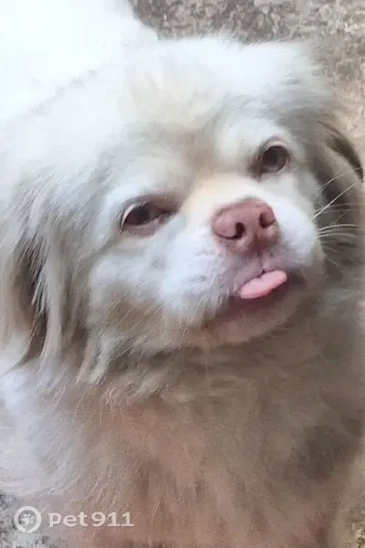 Cachorro perdido, Rua Santo Antônio do Pinhal, 2032 — pelo branco - photo