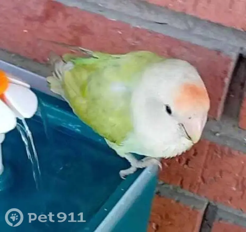 Ave perdida (hembra), Plaza de Portugalete, 8, Valladolid — pájaro verde y sociable - photo