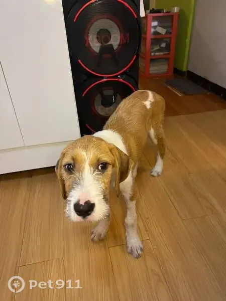 Perro perdido en Melchor Ocampo — cachorro de 5 meses con orejas grandes - photo