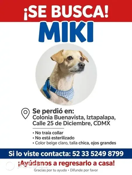 Perro perdido, macho, 25 de Diciembre, 72, Ciudad de México, Iztapalapa — pequeño y color amarillo beige - photo