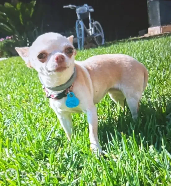 Perro perdido, hembra, Carretera del Aeropuerto, 4, Córdoba, Malaga — chihuahua de color canela claro - photo
