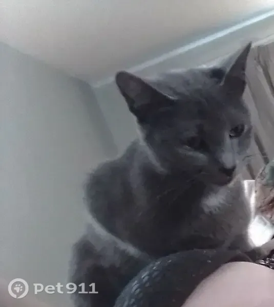 Lost cat, Manchester, Tennessee, Pigeon Forge - small grey female with a white chest patch - photo