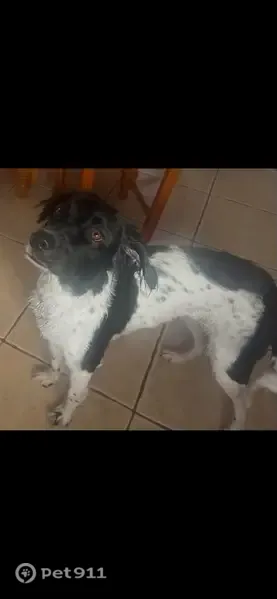 Perra perdida, Vereda Sobreviñas, Dolores, Crevillente — blanca y negra, mezcla de Spaniel - photo