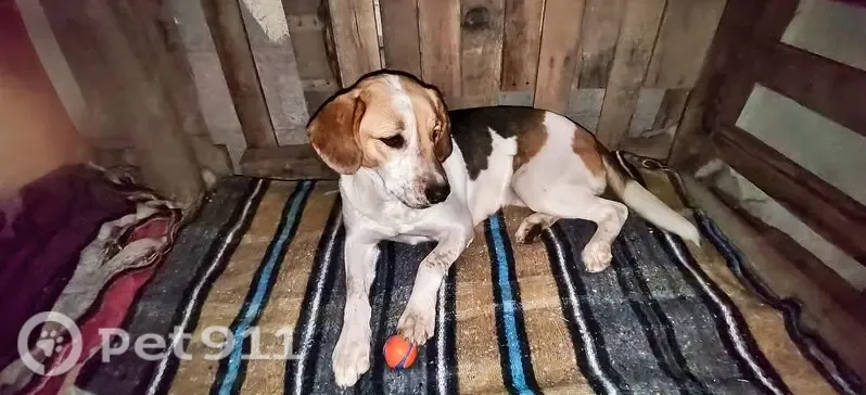 Perro perdido, Fuente de Medusa, 4506, Juarez — grande y de patas largas - photo