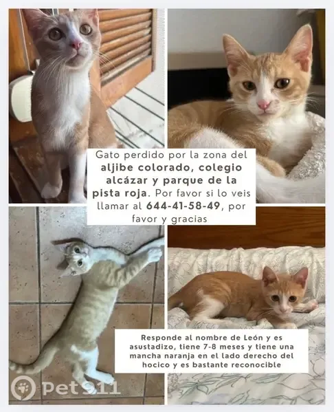 Gato perdido Macho, San Javier (sl497671) - photo