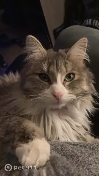 Missing cat Female, Denver (usl546587) - photo