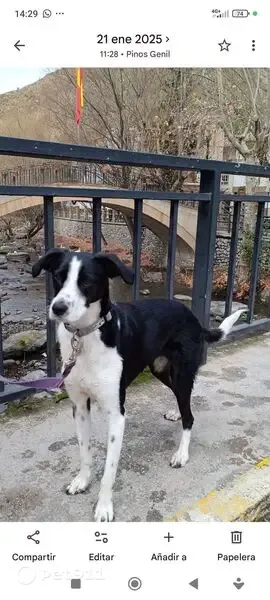 Perro perdido, Lugar Arales, 302, Güejar Sierra, Granada — hembra muy sociable - photo